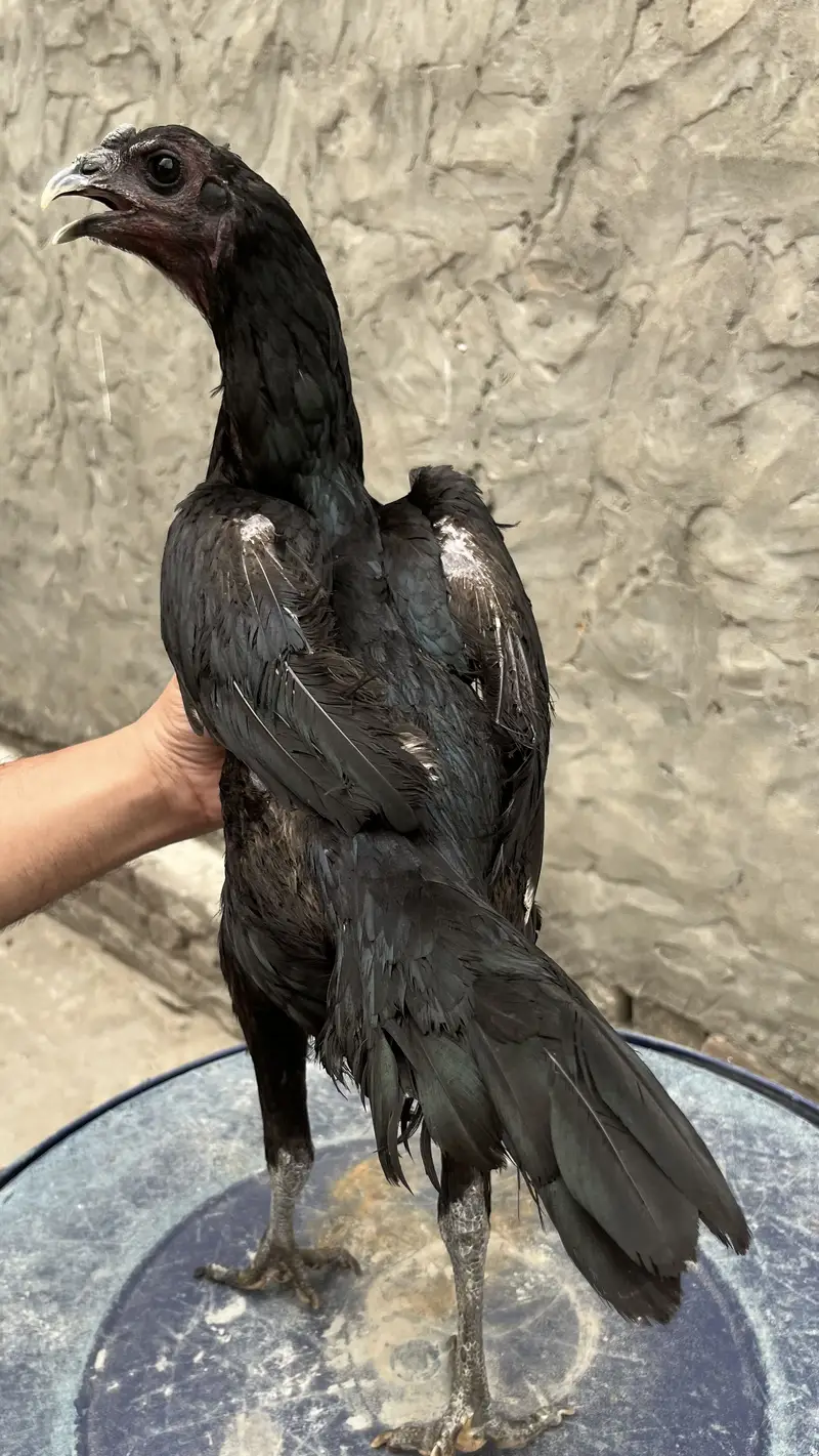 Dragon black skin breeder female with eggs — photo 4