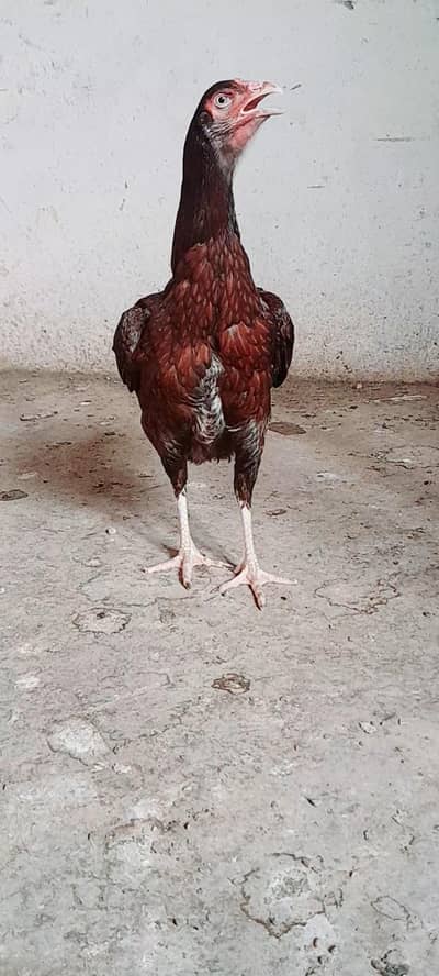 pure aseel hen long height