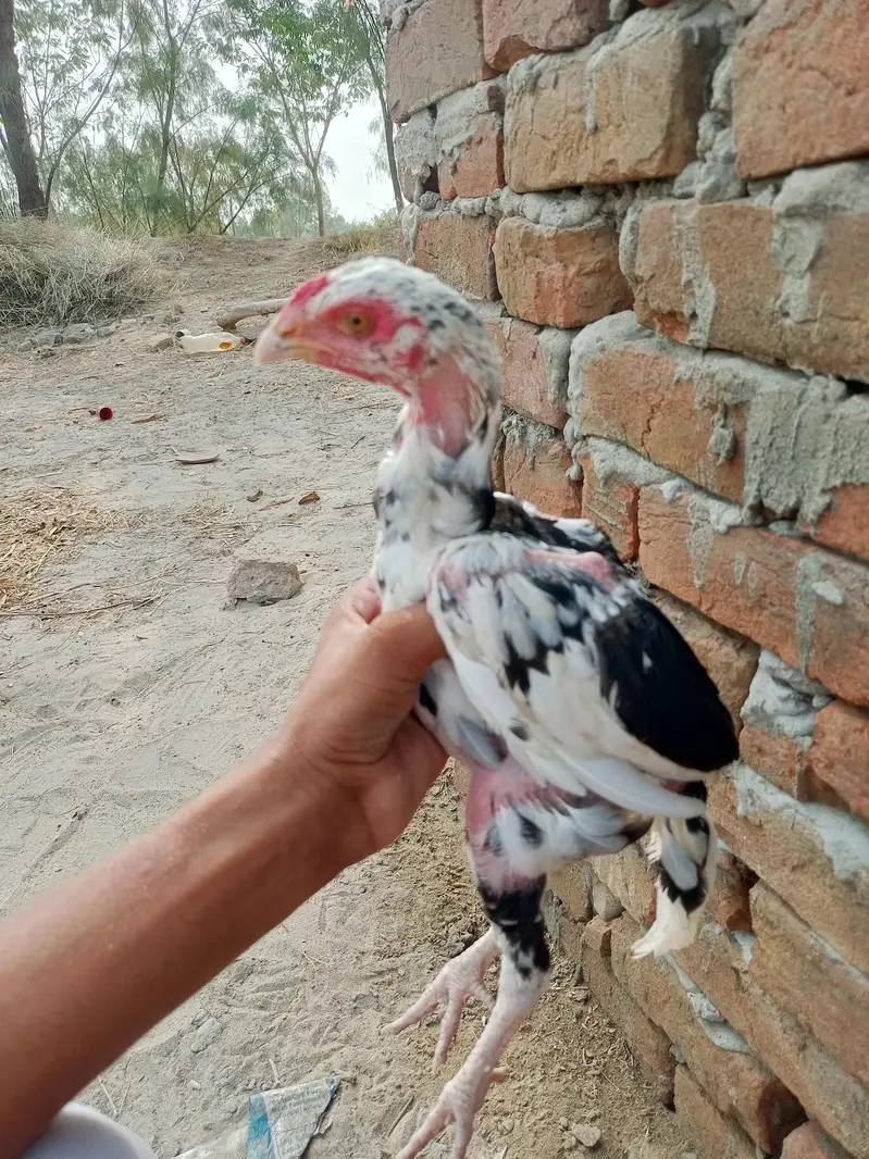 aseel chicks and roosters — photo 2