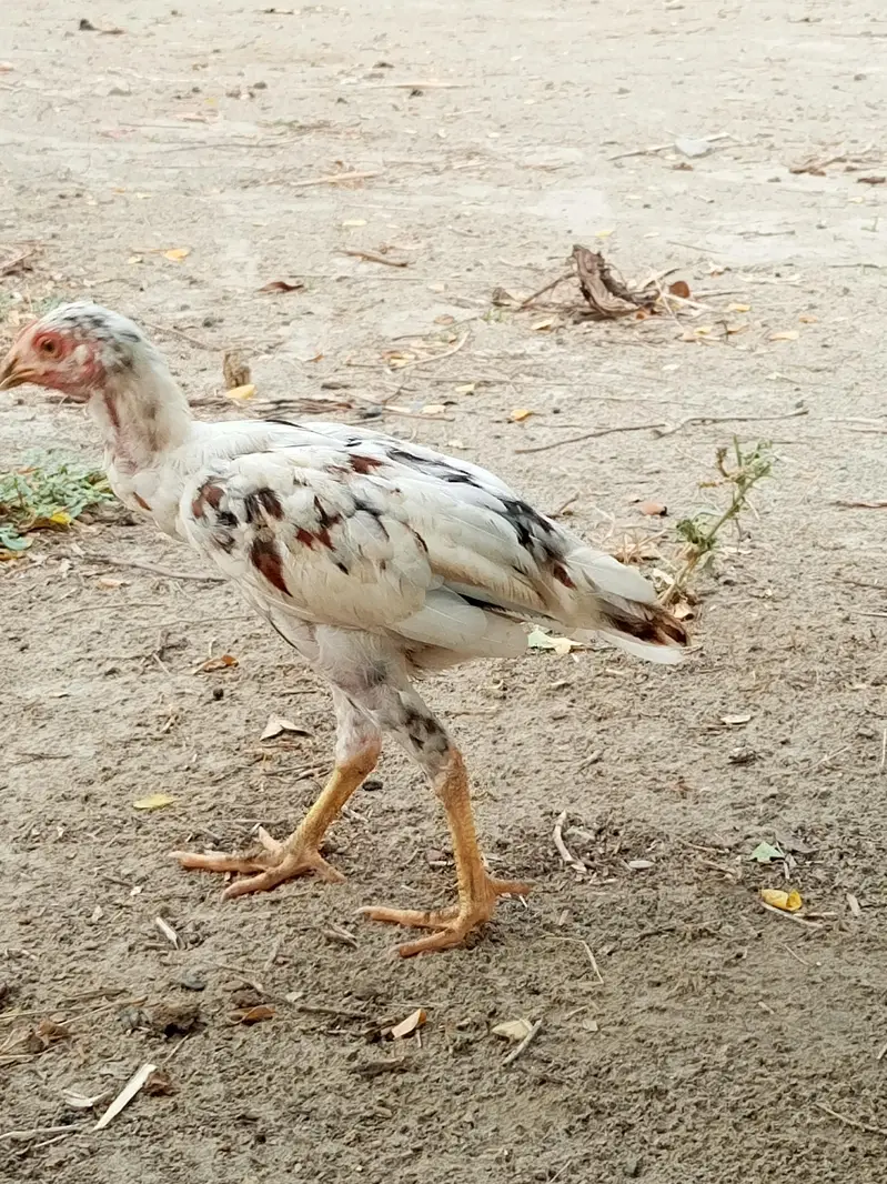 aseel chicks and roosters — photo 3