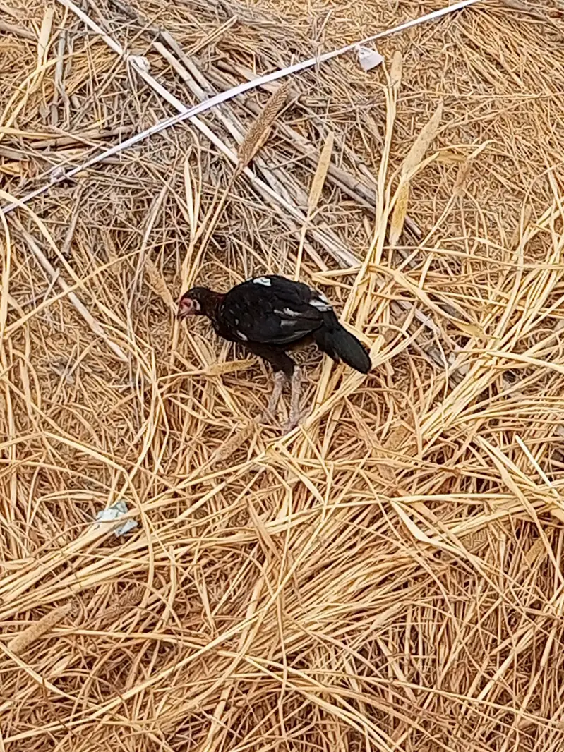 aseel chicks and roosters — photo 5