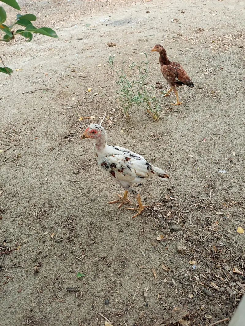 aseel chicks and roosters — photo 6
