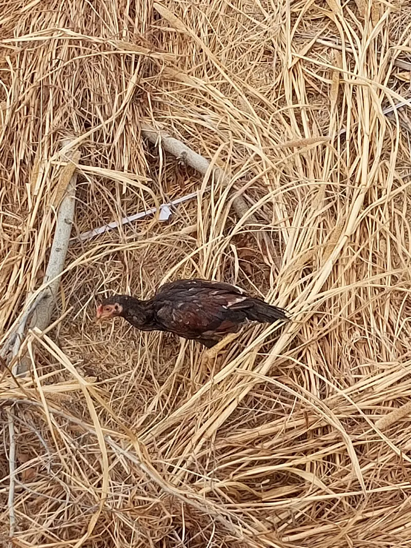 aseel chicks and roosters — photo 7