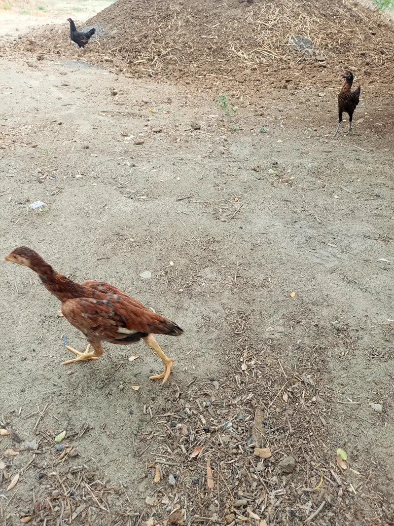 aseel chicks and roosters — photo 8