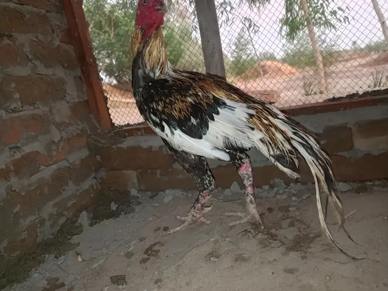 aseel chicks and roosters — photo 9
