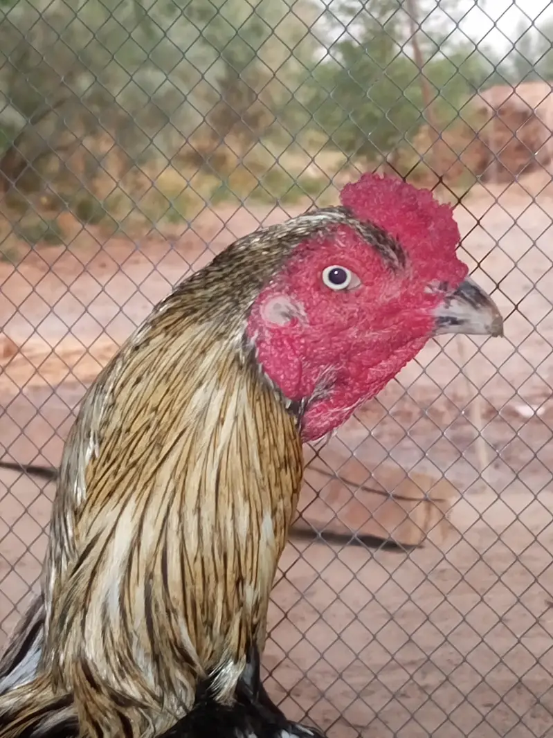aseel chicks and roosters — photo 11