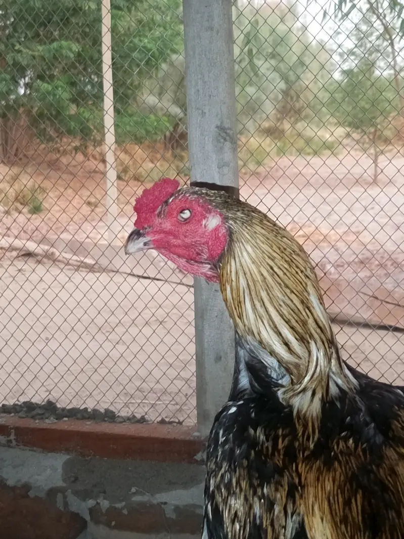 aseel chicks and roosters — photo 12