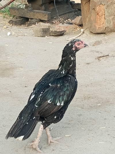 aseel chicks and roosters