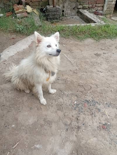 Russian male dog for sale