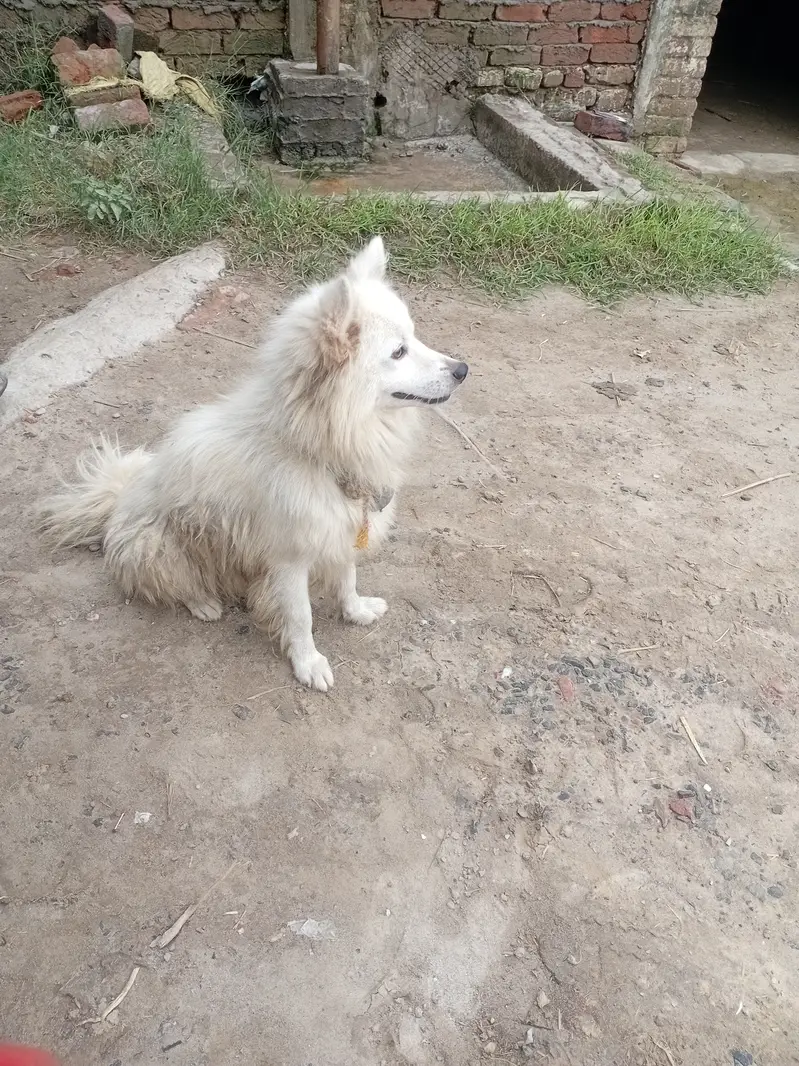Russian male dog for sale — photo 2