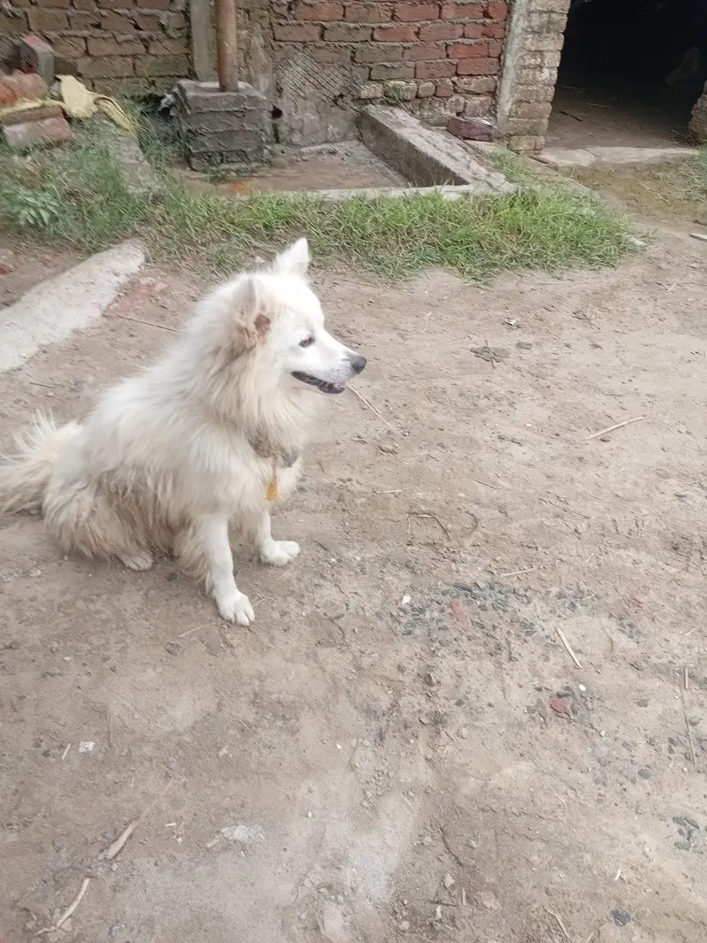 Russian male dog for sale — photo 3