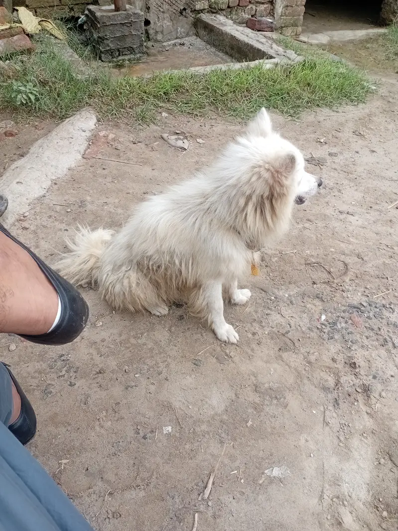 Russian male dog for sale — photo 4