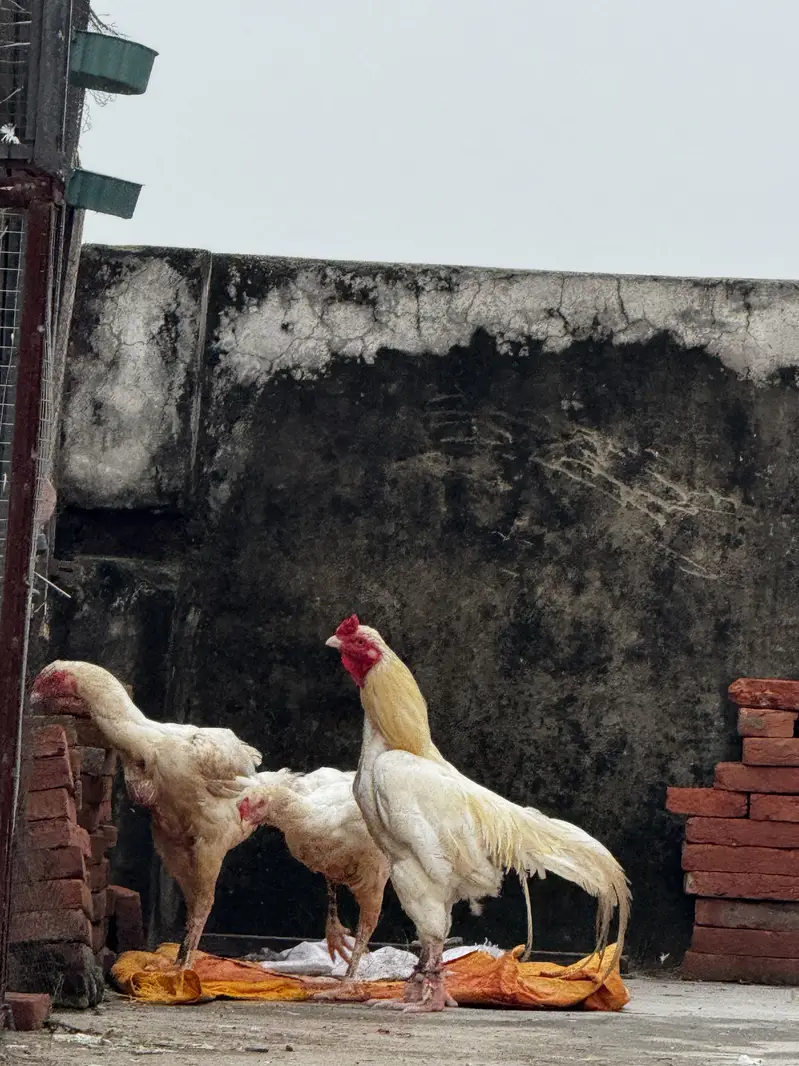 Urgent basis sale — photo 3