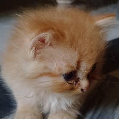 Persian golden kitten