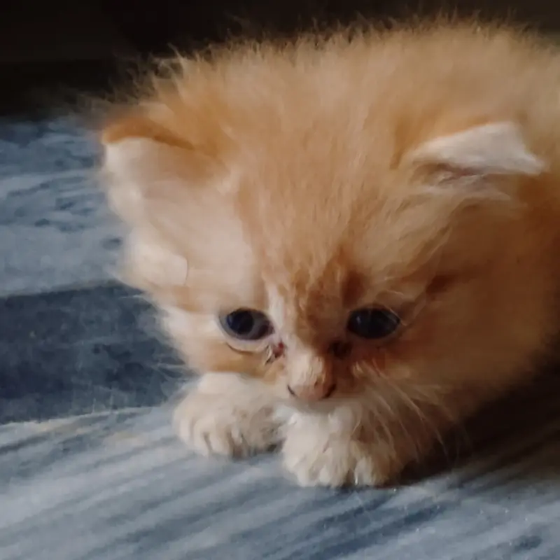 Persian golden kitten — photo 2