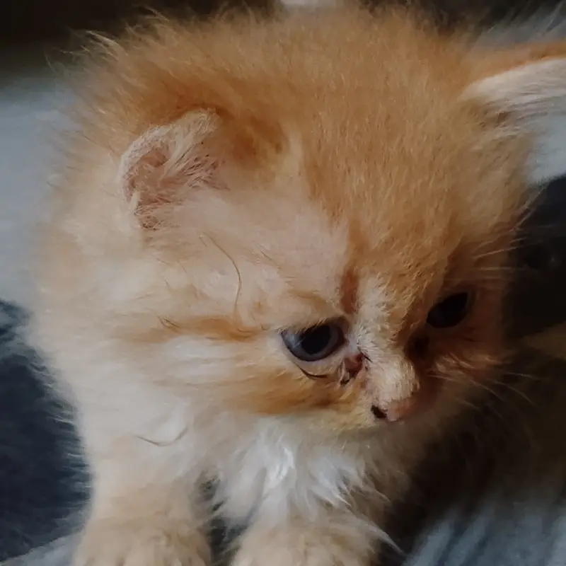 Persian golden kitten — photo 3