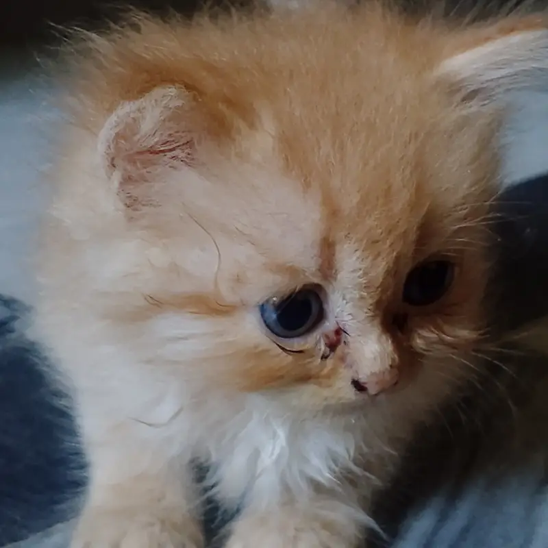 Persian golden kitten — photo 4