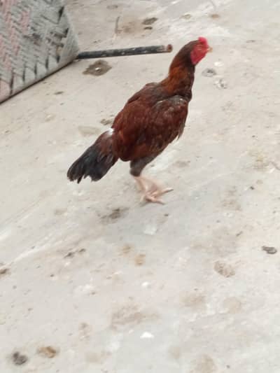 Pure Aseel sindhi & mianwali pairs