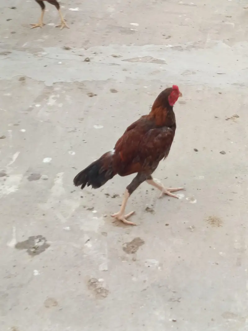 Pure Aseel sindhi & mianwali pairs — photo 2
