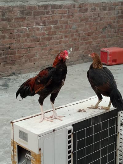 Pure Aseel sindhi & mianwali pairs