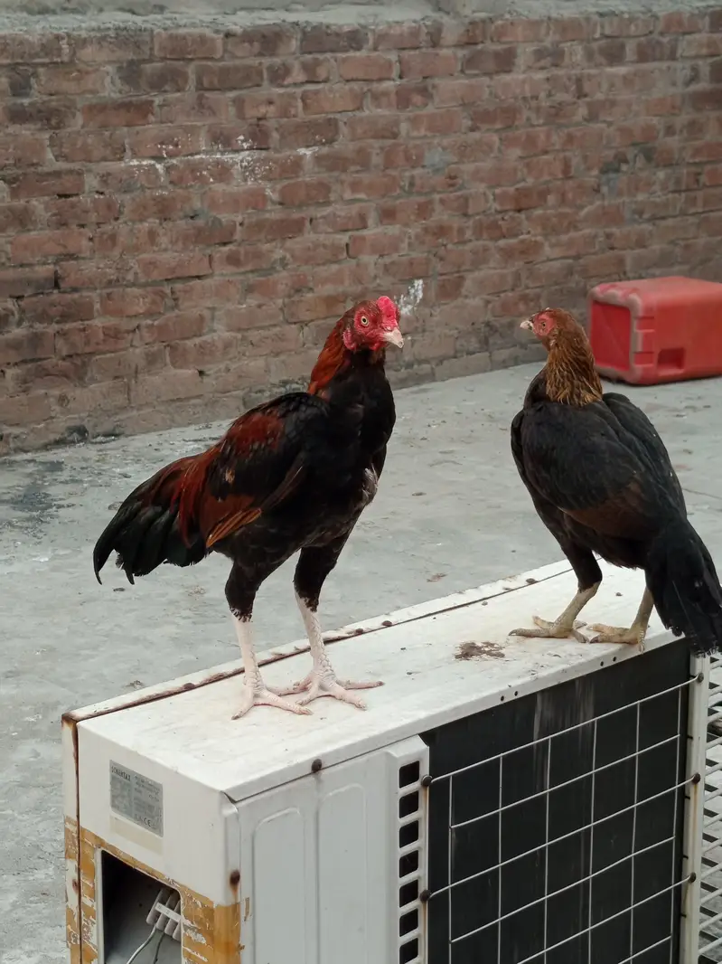 Pure Aseel sindhi & mianwali pairs — photo 3