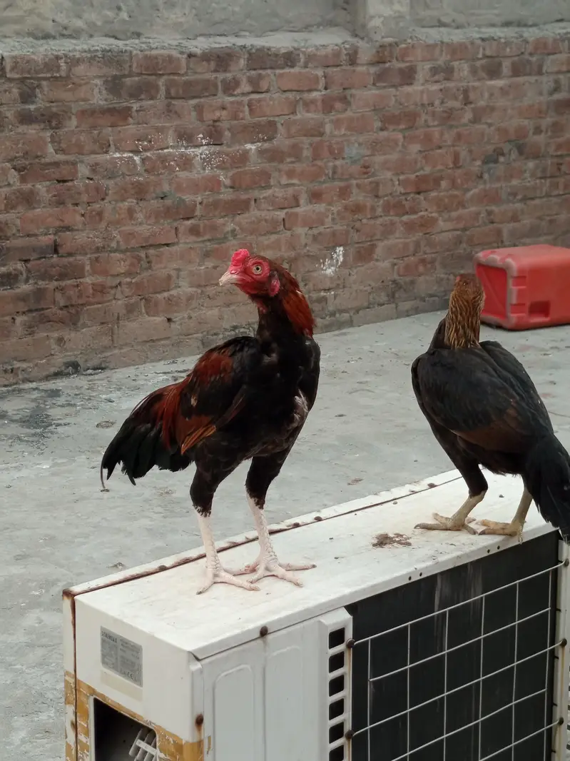 Pure Aseel sindhi & mianwali pairs — photo 4