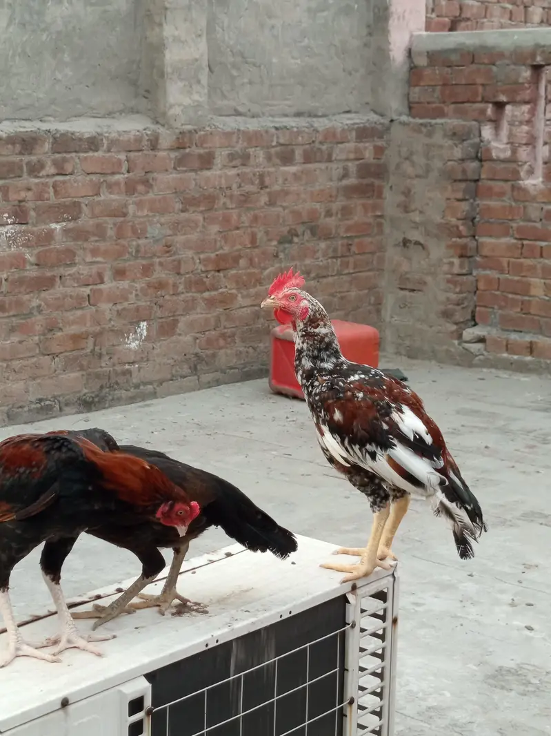 Pure Aseel sindhi & mianwali pairs — photo 5