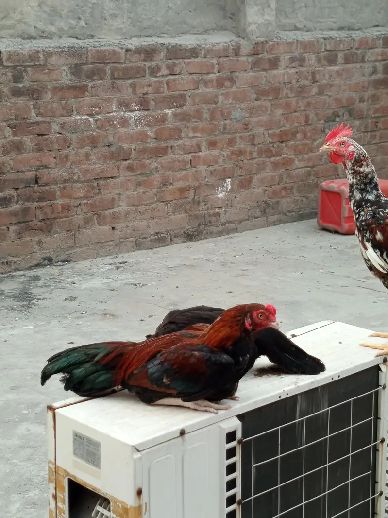 Pure Aseel sindhi & mianwali pairs — photo 6