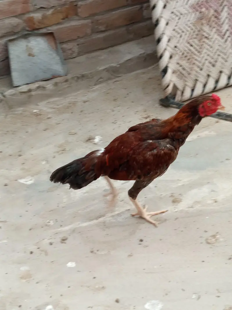 Pure Aseel sindhi & mianwali pairs — photo 7