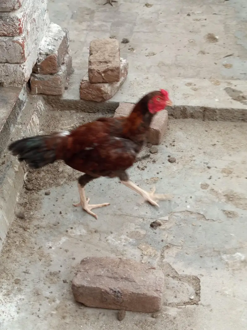 Pure Aseel sindhi & mianwali pairs — photo 8