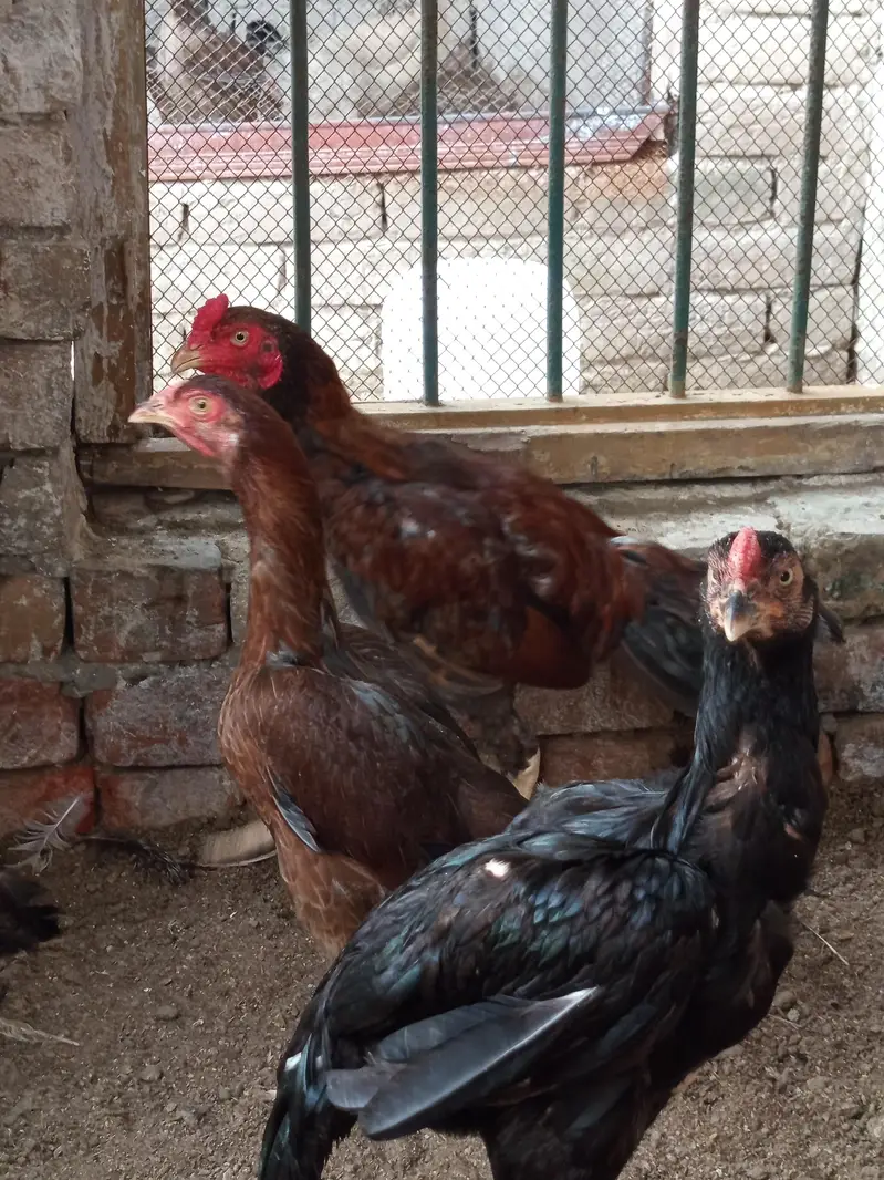 Pure Aseel sindhi & mianwali pairs — photo 9