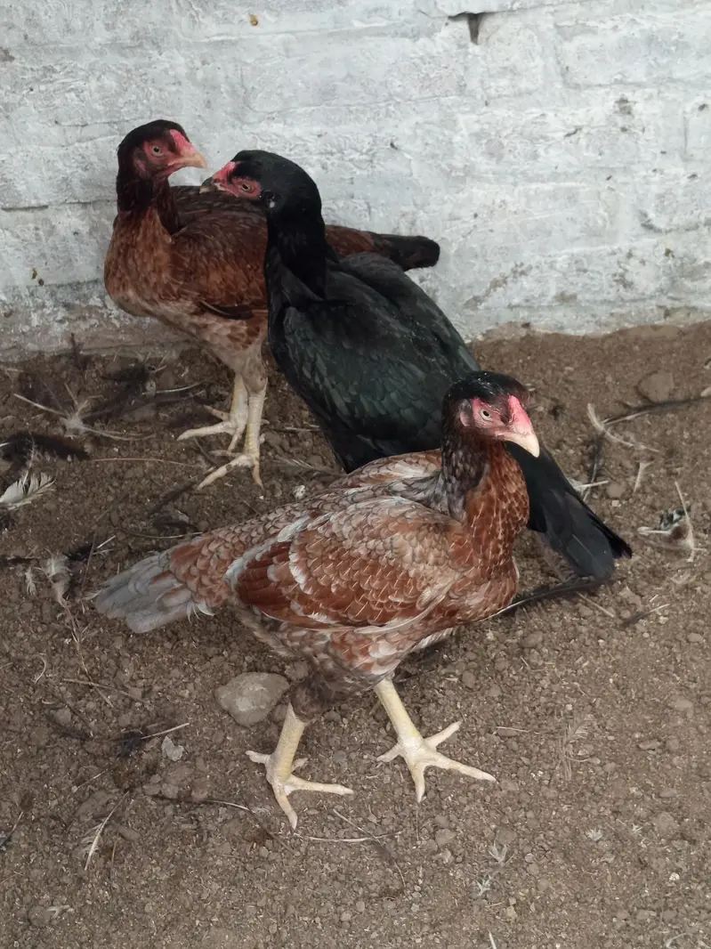 Pure Aseel sindhi & mianwali pairs — photo 11