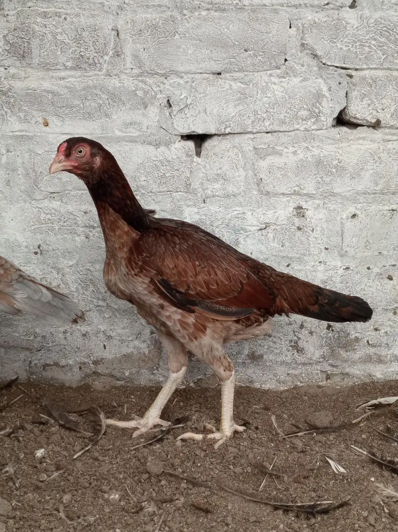 Pure Aseel sindhi & mianwali pairs — photo 12