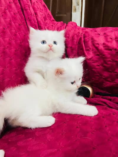 persian cat for sale