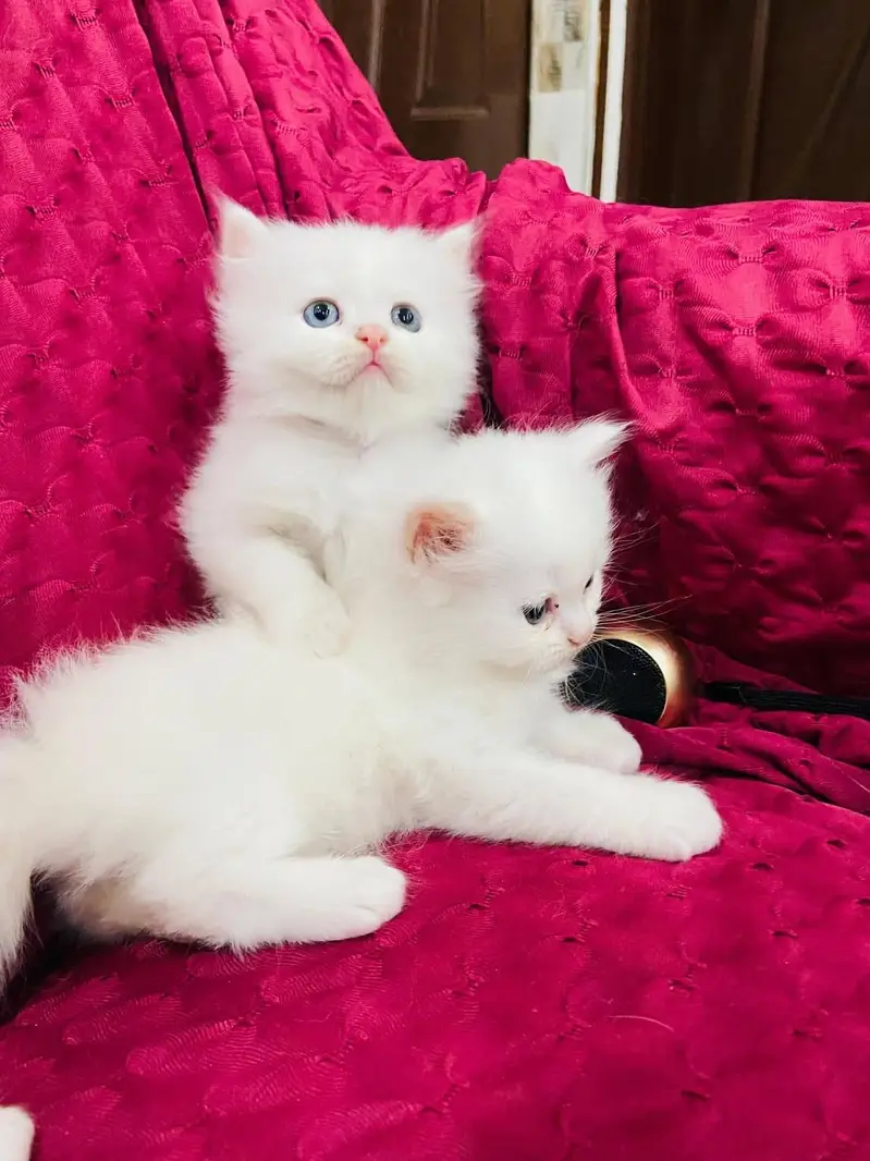 persian cat for sale — photo 2