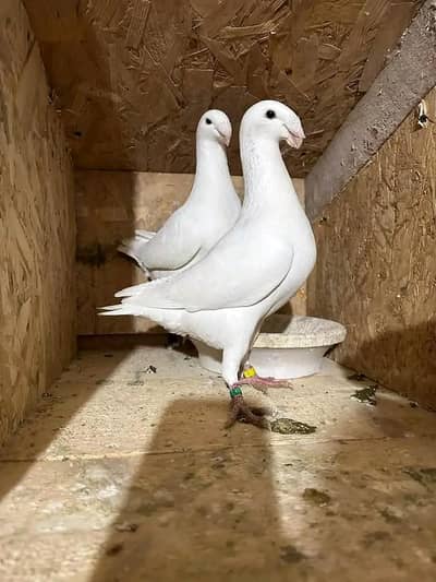 jacoben breeder pair black denish male jerman beuty breeder pair