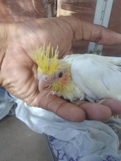 Cocktail Chick
