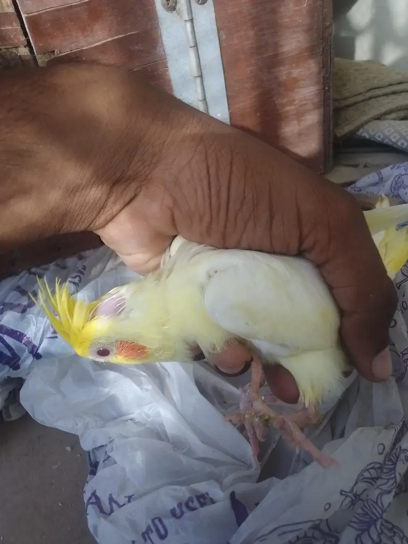 Cocktail Chick — photo 2