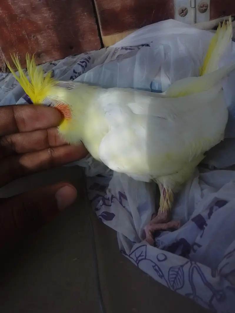 Cocktail Chick — photo 3