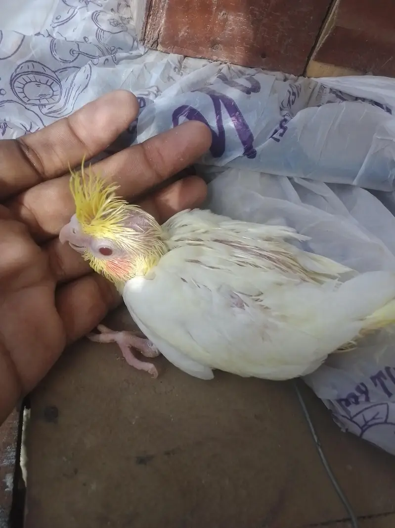 Cocktail Chick — photo 4