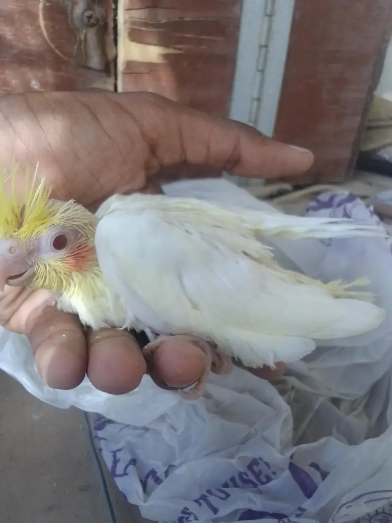 Cocktail Chick — photo 6