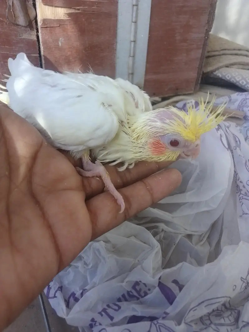 Cocktail Chick — photo 7