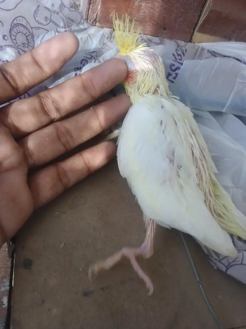 Cocktail Chick — photo 8