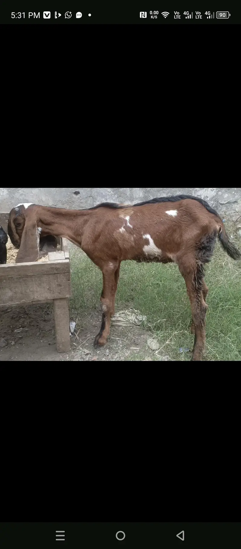 nagra baby male for sale — photo 3