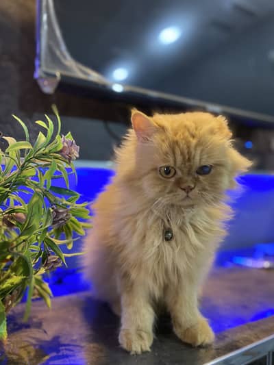 Punch face femail cat