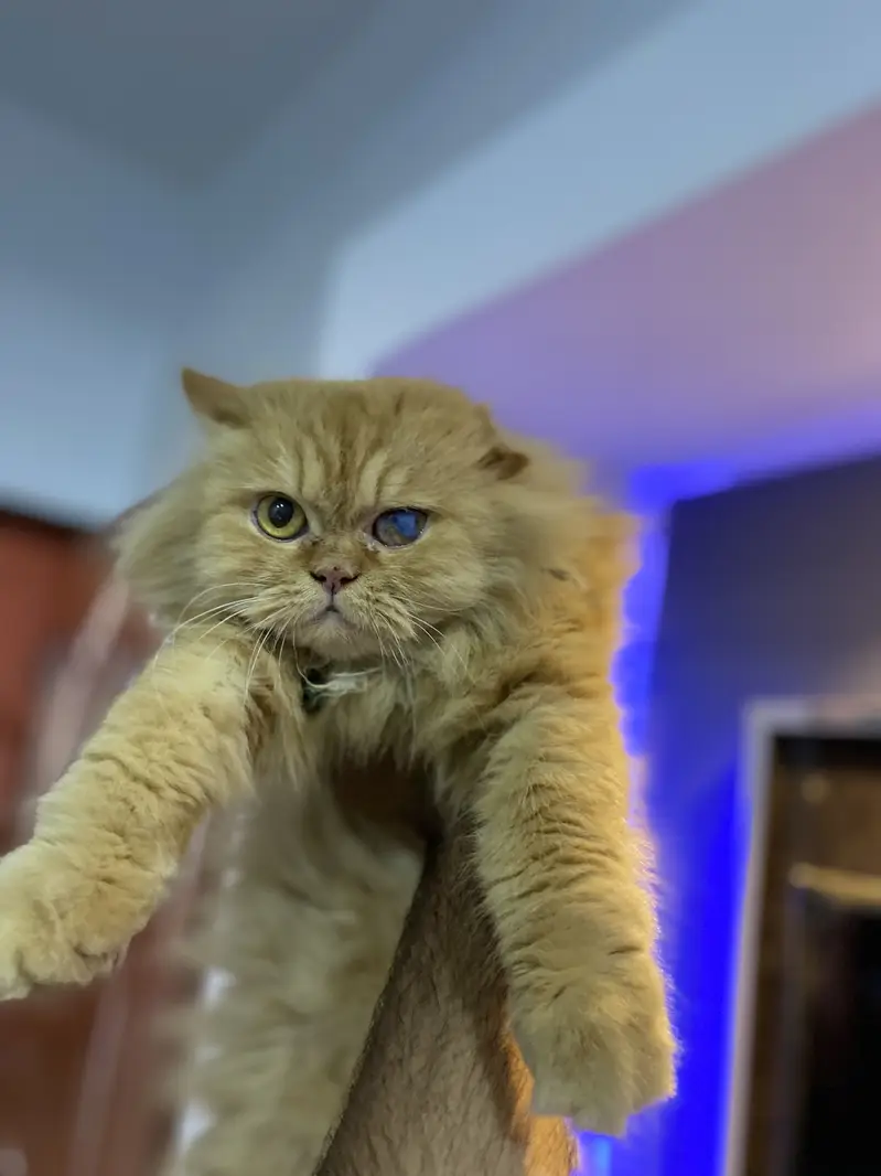 Punch face femail cat — photo 2