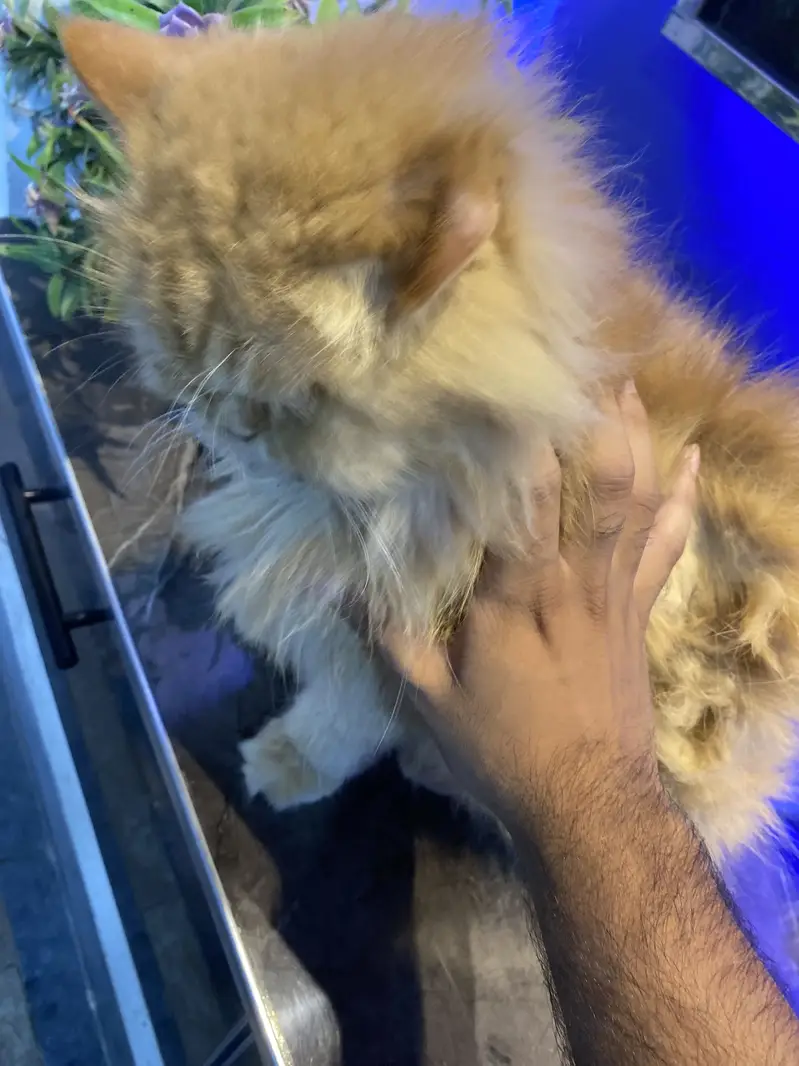 Punch face femail cat — photo 3