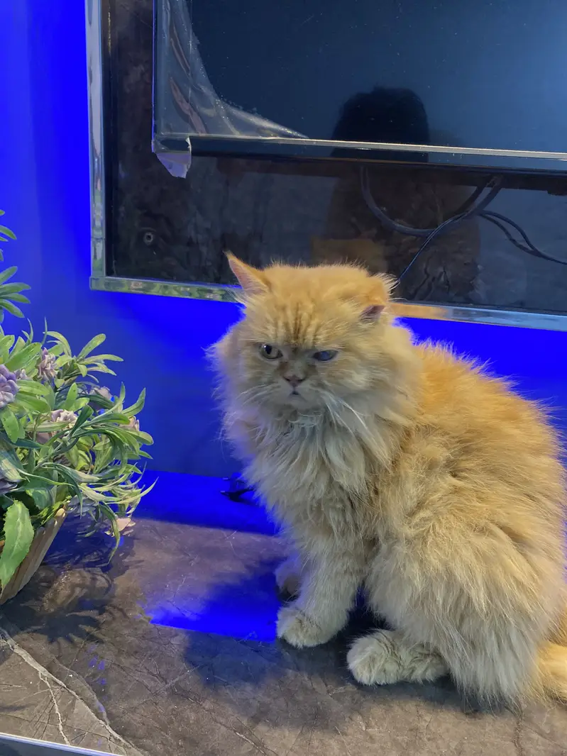 Punch face femail cat — photo 5