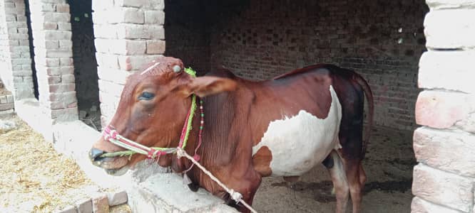 Dhani desi cross
