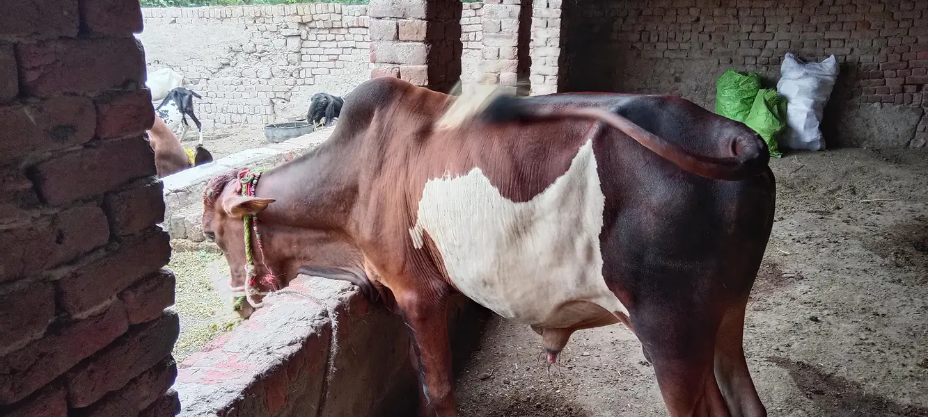 Dhani desi cross — photo 5